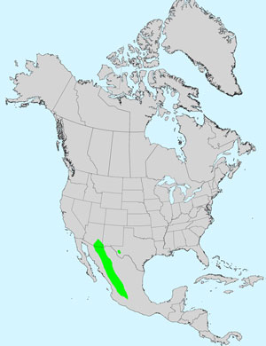 North America species range map for Shaggy Blackfoot, Melampodium strigosum: Click image for full size map.